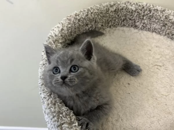 Gattini British Shorthair