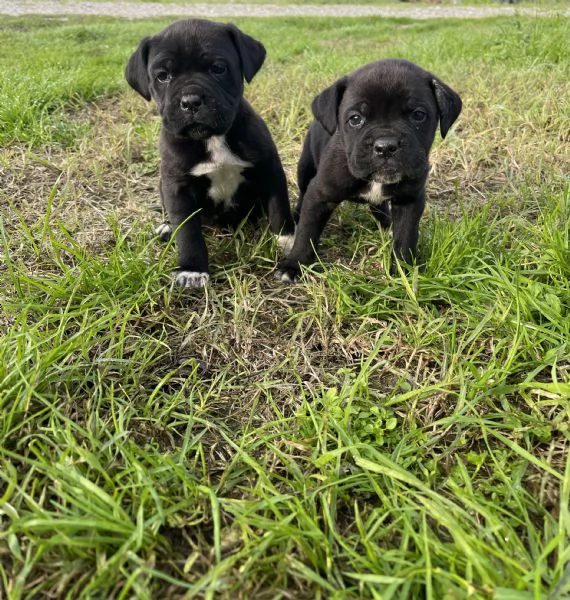 Cucciolo cane corso | Foto 0