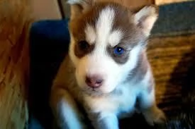 REGALO HUSKY