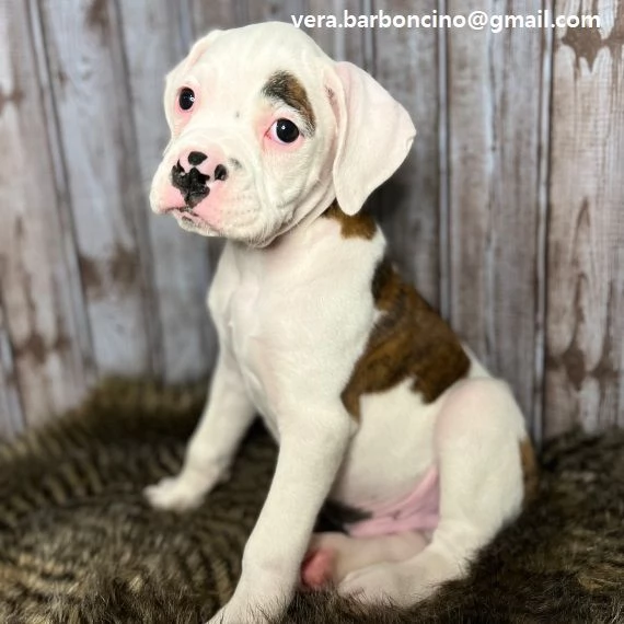 Regalo Cuccioli Boxer cuccioli boxer maschio e femmina disponibile contattaci tramite lindirizzo e