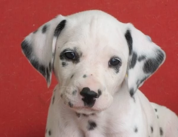 REGALO DALMATA | Foto 0