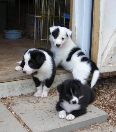 cuccioli di border collie femminucce e maschietti disponibili per ladozione gratuita i cuccioli son