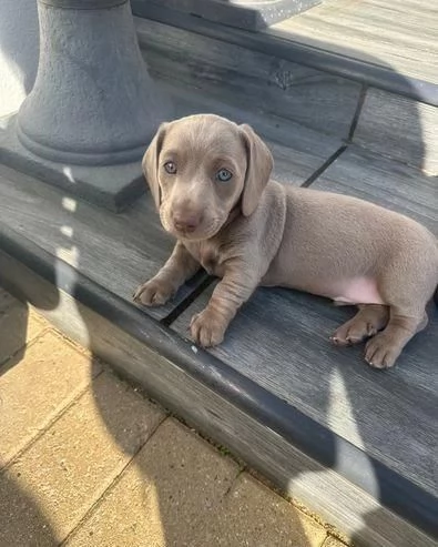 Regala dei cuccioli di bassotto