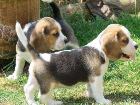 Regala dei cuccioli di Beagle