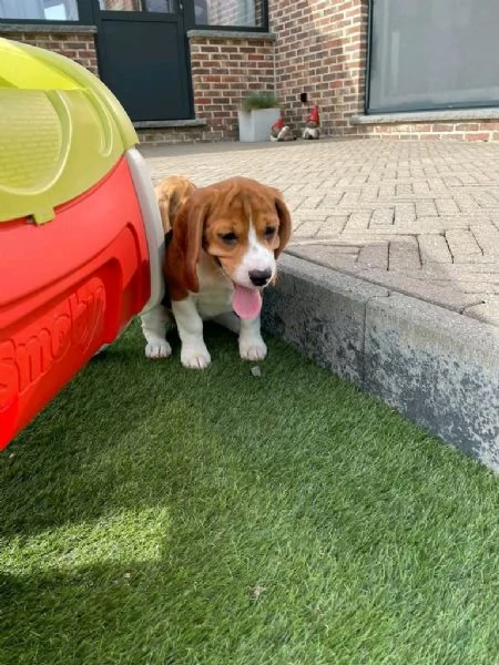 Regala dei cuccioli di Beagle | Foto 0