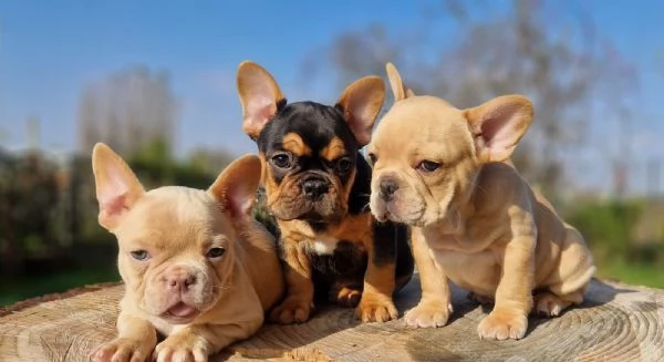 Regala dei cuccioli di bulldog francese