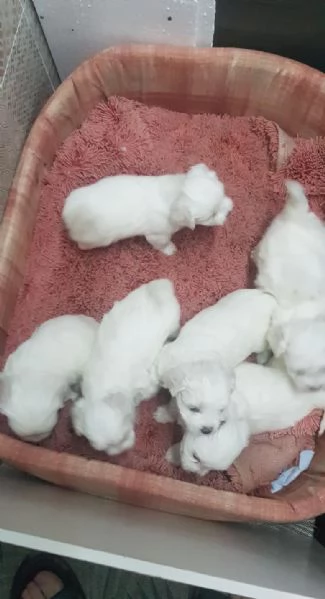 Regala dei cuccioli di Maltese | Foto 1