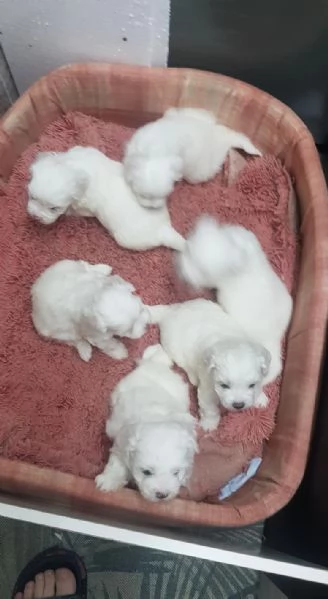 Regala dei cuccioli di Maltese | Foto 0