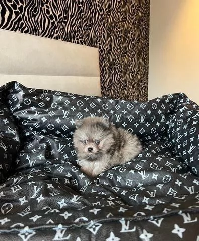 Regala dei cuccioli di Volpino Pomerania | Foto 0