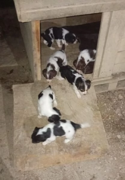 Cuccioli incrocio spring spaniel e breton | Foto 0