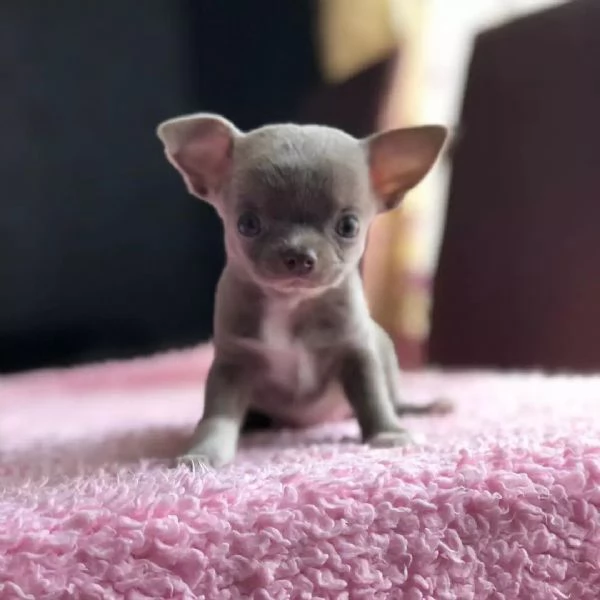 Cuccioli di chihuahua di razza maschi e femmine attivi disponibili per adozione inviare messaggio c | Foto 1