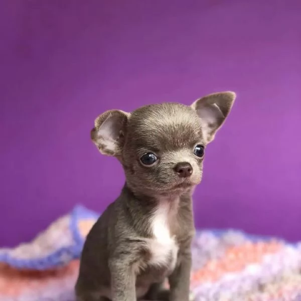 Cuccioli di chihuahua di razza maschi e femmine attivi disponibili per adozione inviare messaggio c