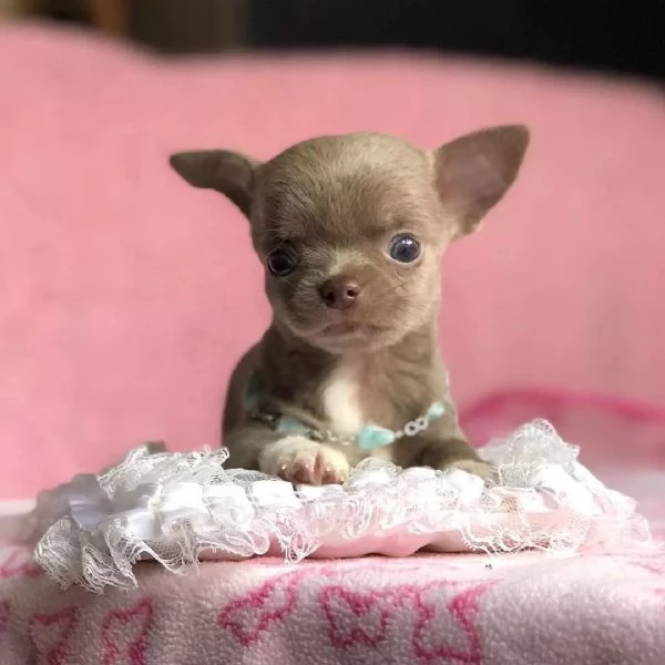 Cuccioli di chihuahua di razza maschi e femmine attivi disponibili per adozione inviare messaggio c | Foto 0