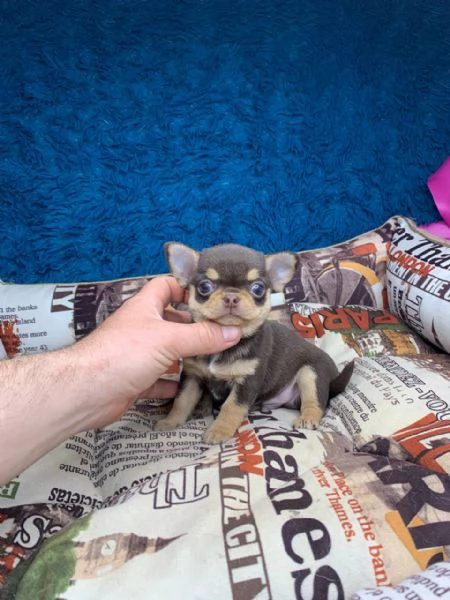 Cuccioli di chihuahua di razza maschi e femmine attivi disponibili per adozione inviare messaggio c | Foto 2