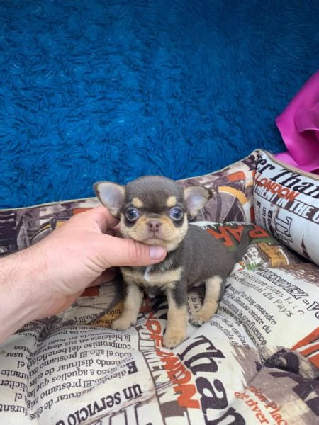 Cuccioli di chihuahua di razza maschi e femmine attivi disponibili per adozione inviare messaggio c | Foto 1