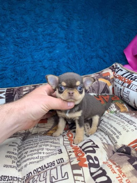 Cuccioli di chihuahua di razza maschi e femmine attivi disponibili per adozione inviare messaggio c