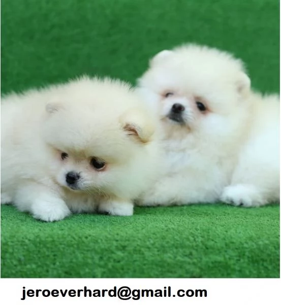 Regalo Cuccioli di Pomerania fantastici