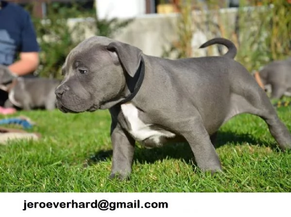 Regalo American Bully Pocket