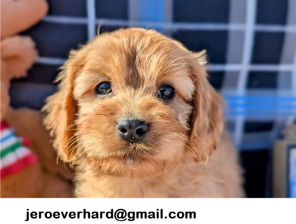 Regalo cuccioli di Cavapoo