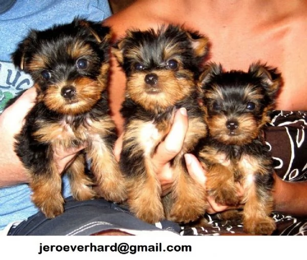 Regalo Cuccioli di Yorkie di razza