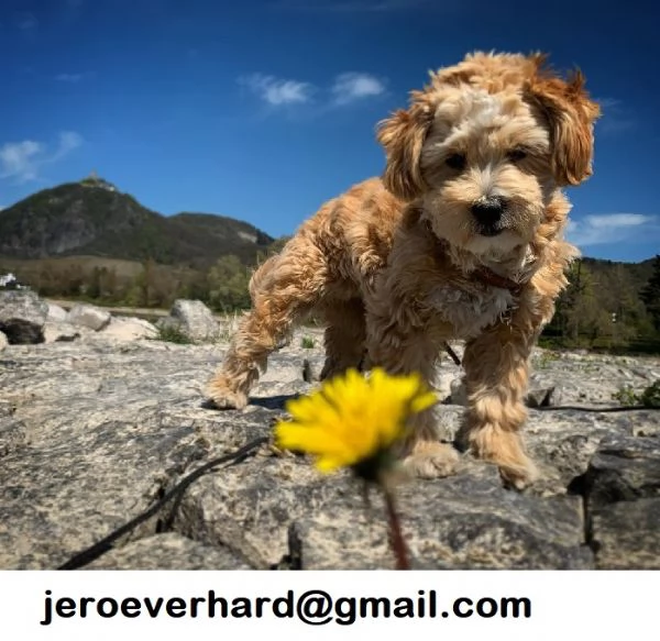 Regalo Cuccioli di Maltipoo