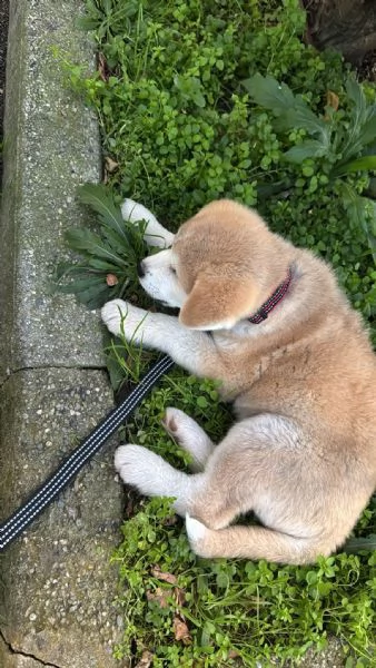 Vendo cucciolo di Akita Inu  | Foto 4