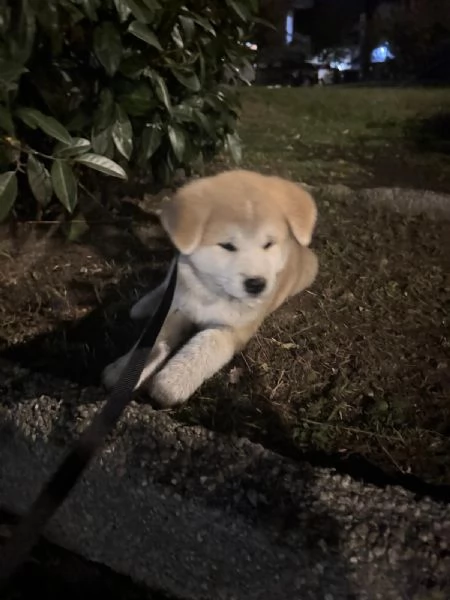 Vendo cucciolo di Akita Inu  | Foto 3