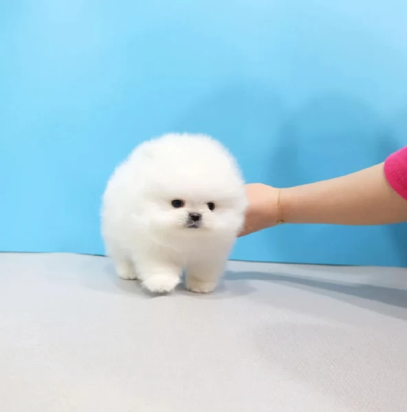 Bellissimi cuccioli di Pomerania mini Toy maschi e femmine | Foto 0