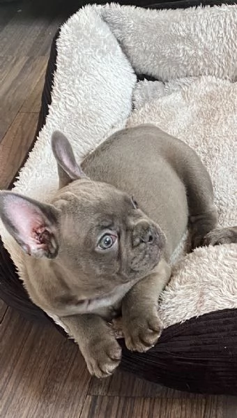 Vendo cucciole di Bulldog Francese | Foto 3