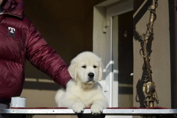 Cuccioli di Golden retriever 3 mesi