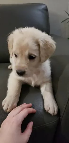 CUCCIOLI DI GOLDEN RETRIEVER