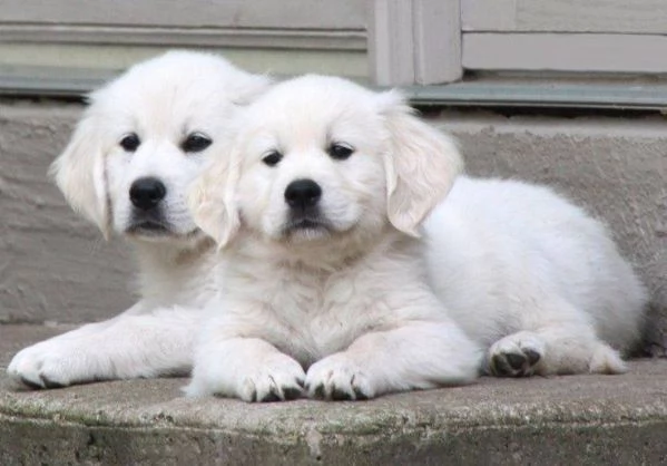 Cuccioli di golden retriever Bianchi