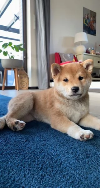 Shiba Inu cuccioli con Pedigree 