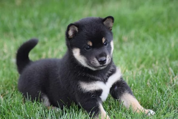 Due Shiba Inu con pedigree | Foto 0