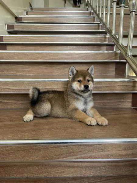 SHIBA INU cuccioli  | Foto 0