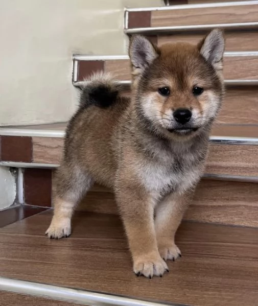 Due cucciole Shiba Inu | Foto 0