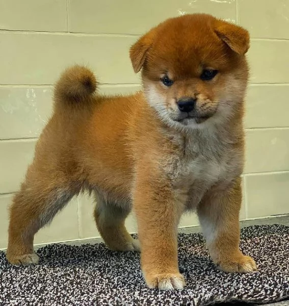 Shiba Inu maschio e femmina | Foto 0