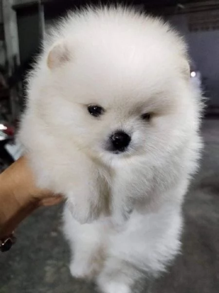 Cuccioli di Pomerania per ladozione | Foto 0