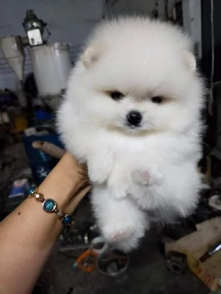 Cuccioli di Pomerania per ladozione