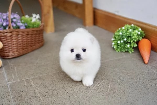 Cuccioli Spitz POMERANIA da genitori toy | Foto 0