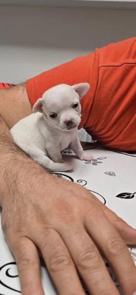 Cucciolo chihuahua 