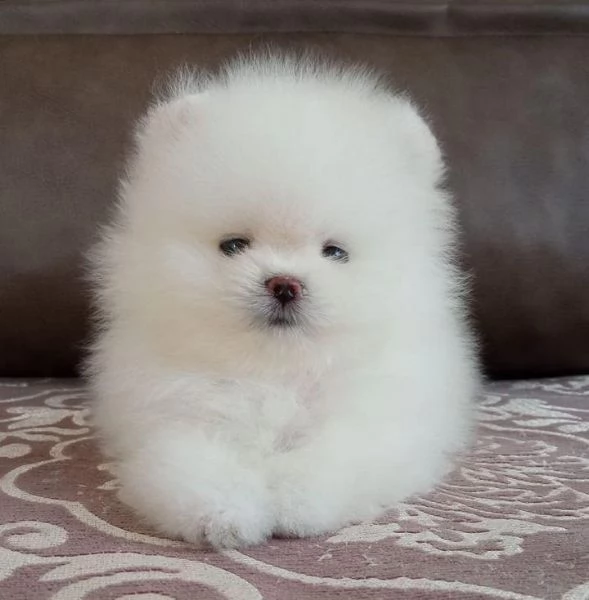 Cuccioli di Pomerania Teddy Bear in adozione | Foto 4