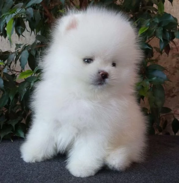 Cuccioli di Pomerania Teddy Bear in adozione | Foto 3