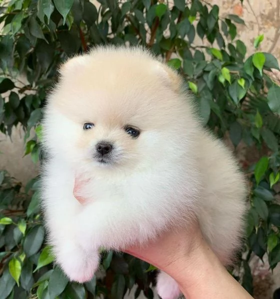 Cuccioli di Pomerania Teddy Bear in adozione | Foto 1