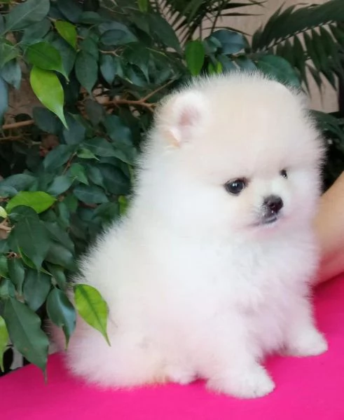 Cuccioli di Pomerania Teddy Bear in adozione | Foto 0