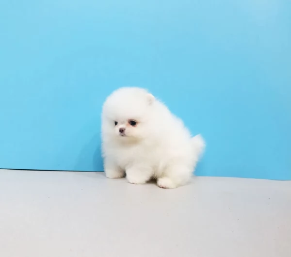 Adorabili cuccioli di Pomerania | Foto 4