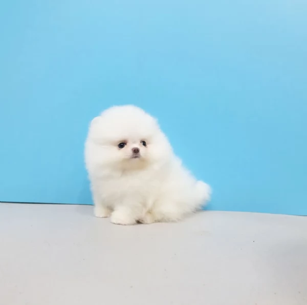 Adorabili cuccioli di Pomerania | Foto 3