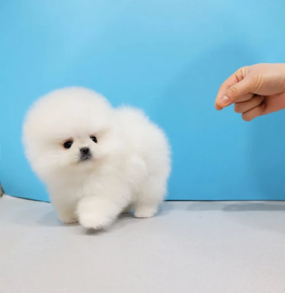 Adorabili cuccioli di Pomerania | Foto 2