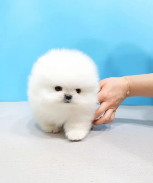 Adorabili cuccioli di Pomerania | Foto 1