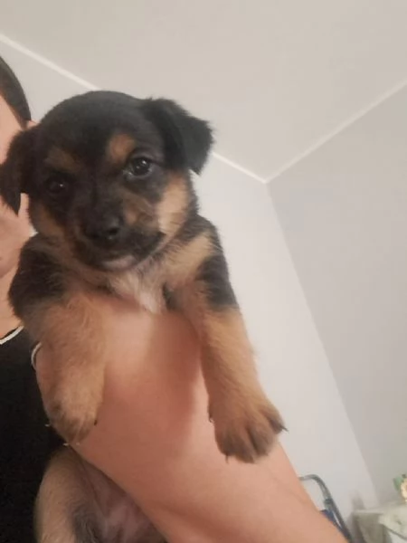 Regalo pinscher nero femmina e maschio | Foto 0